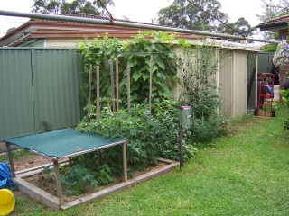 Even a bed against the northern fence can be productive for part of the year